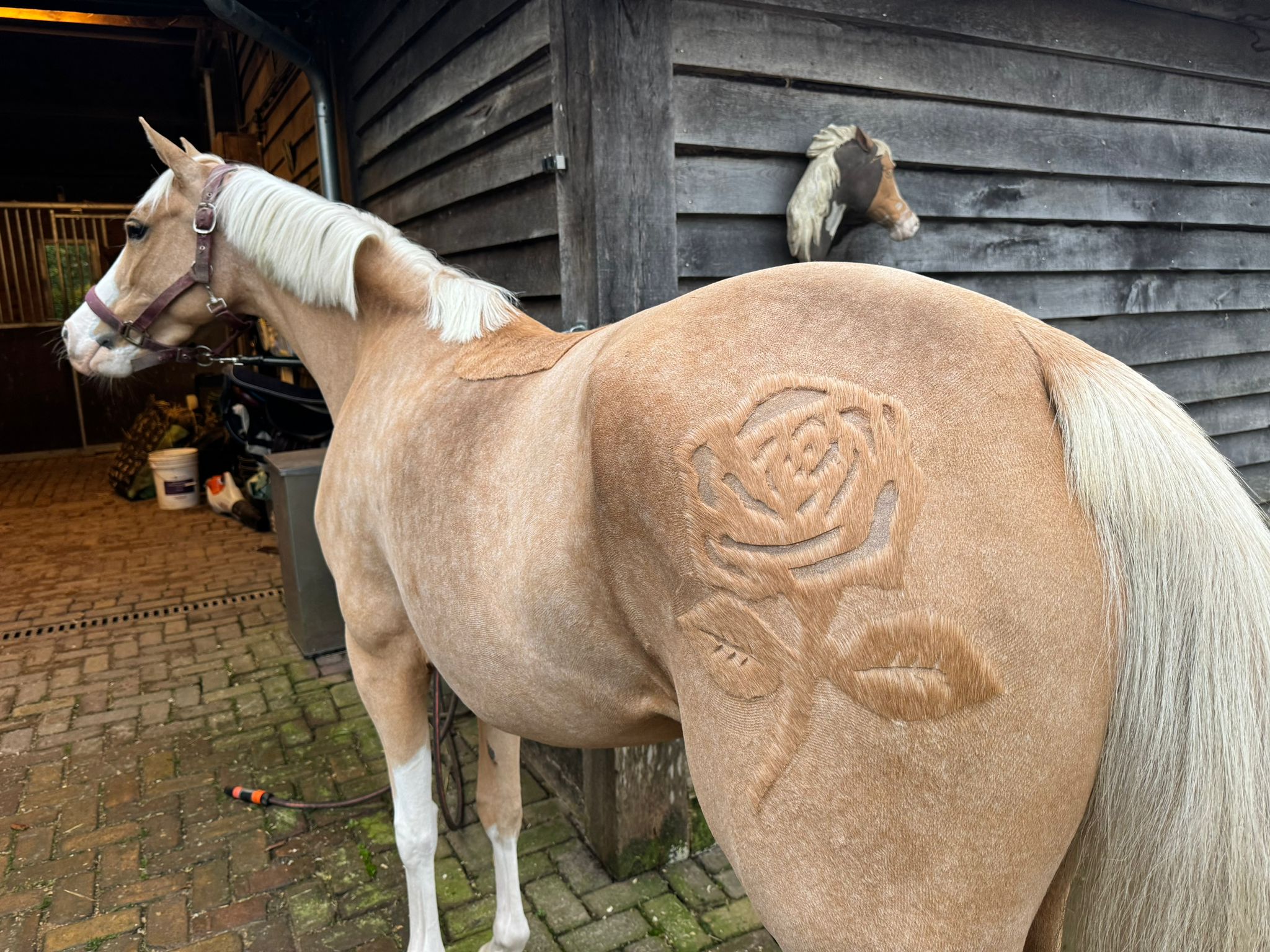 Roos achter